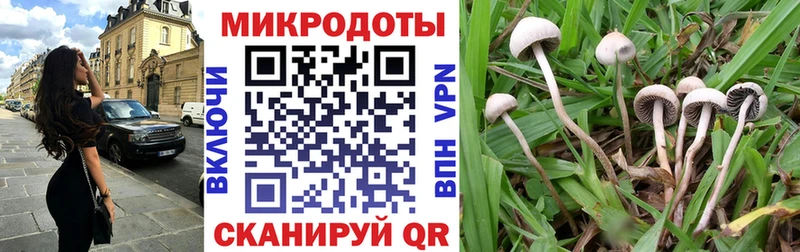 Псилоцибиновые грибы Psilocybine cubensis  Унеча 